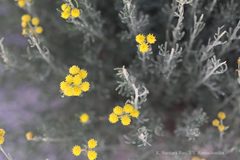 Tanacetum gracile